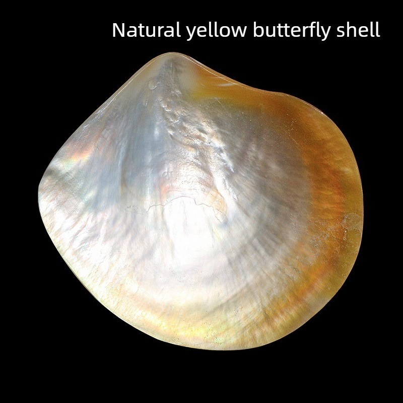 Conchas de Mariposa Amarillas  - Aquarium Fish Yellow reseña y precio