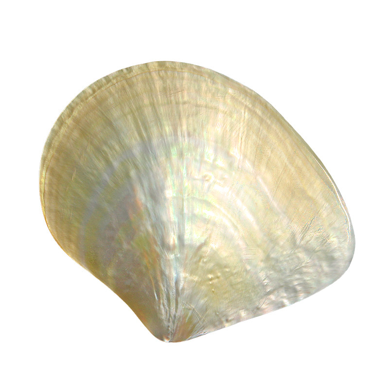 Conchas de Mariposa Amarillas  - Aquarium Fish Yellow reseña y precio