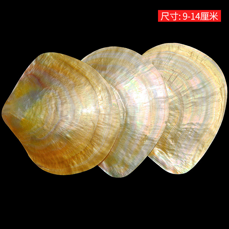 Conchas de Mariposa Amarillas  - Aquarium Fish Yellow reseña y precio
