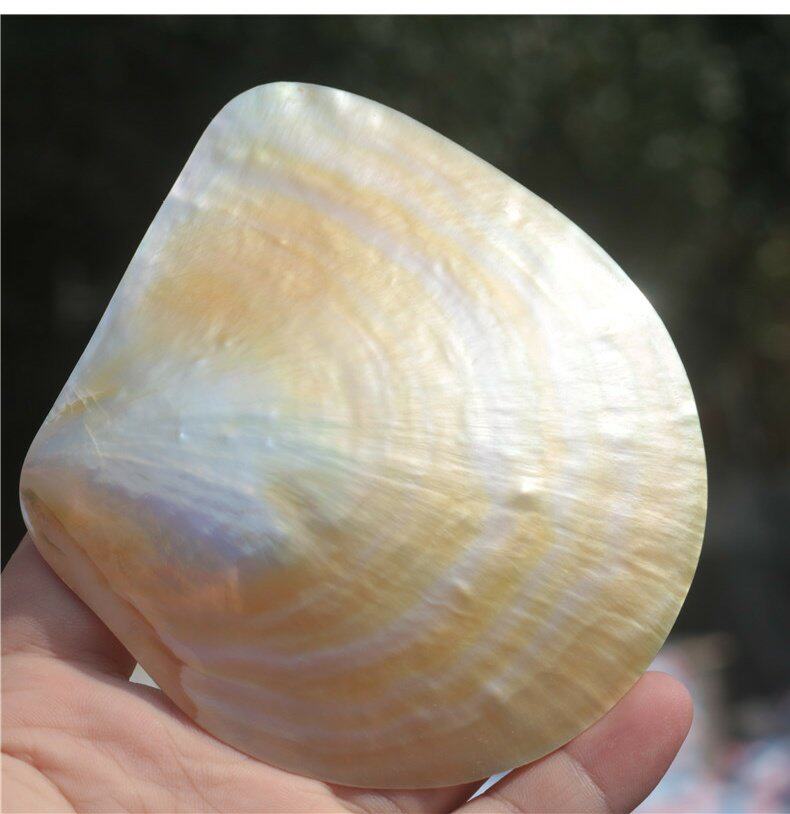 Conchas de Mariposa Amarillas  - Aquarium Fish Yellow reseña y precio