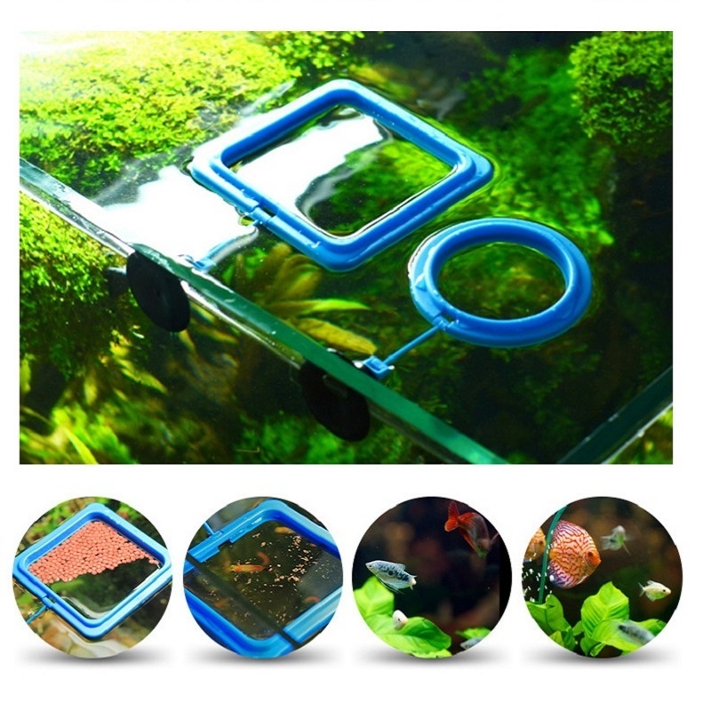 Anillo de alimentación para pe - Tetra Fish In Aquarium reseña y precio