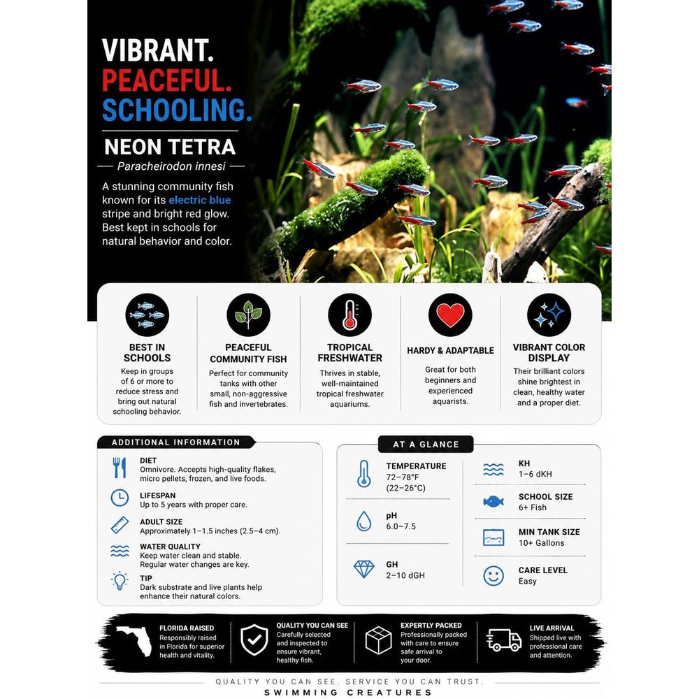 Peces Tetra Neón de Agua Dulce - Tetra Fish In Aquarium reseña y precio