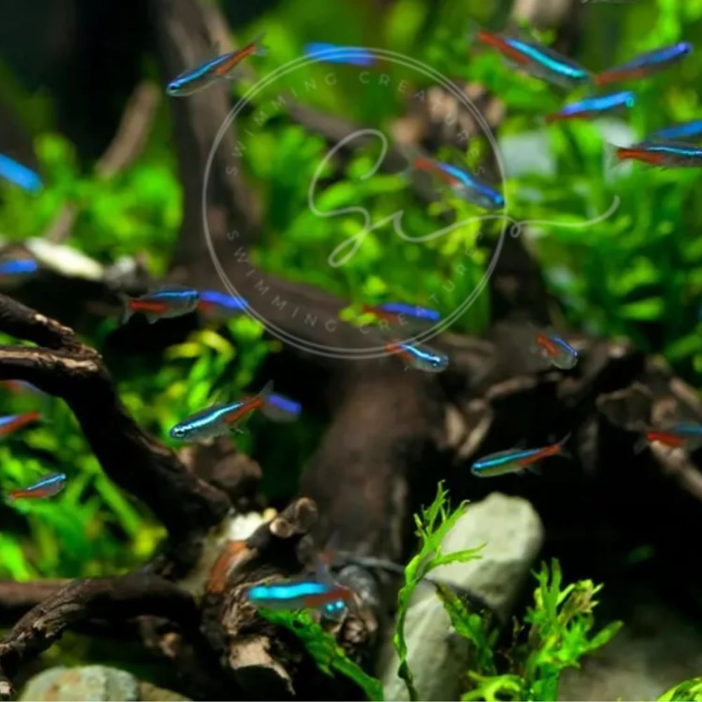 Peces Tetra Neón de Agua Dulce - Tetra Fish In Aquarium reseña y precio