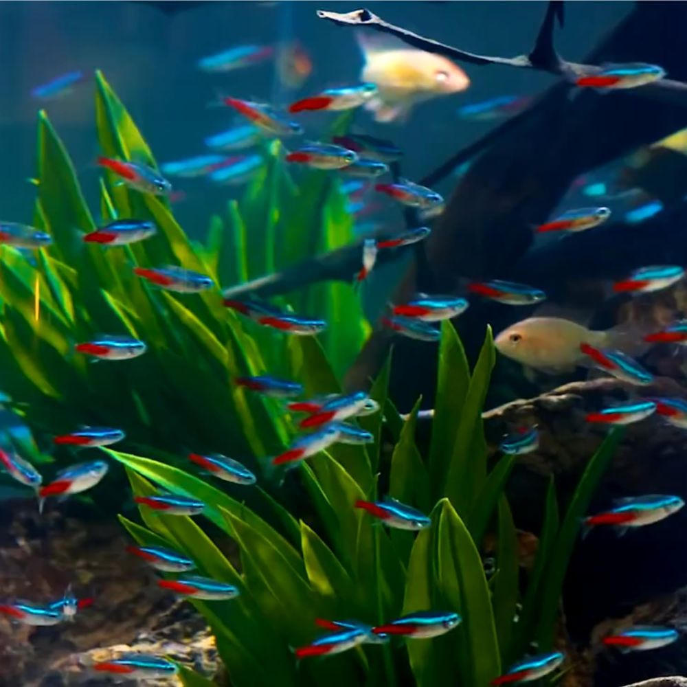 Peces Tetra Neón de Agua Dulce - Tetra Fish In Aquarium reseña y precio
