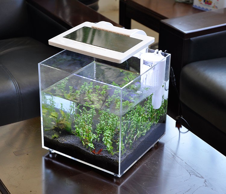 Mini Acuario de Acrílico (25*2 - Aquarium Fish For Sale reseña y precio