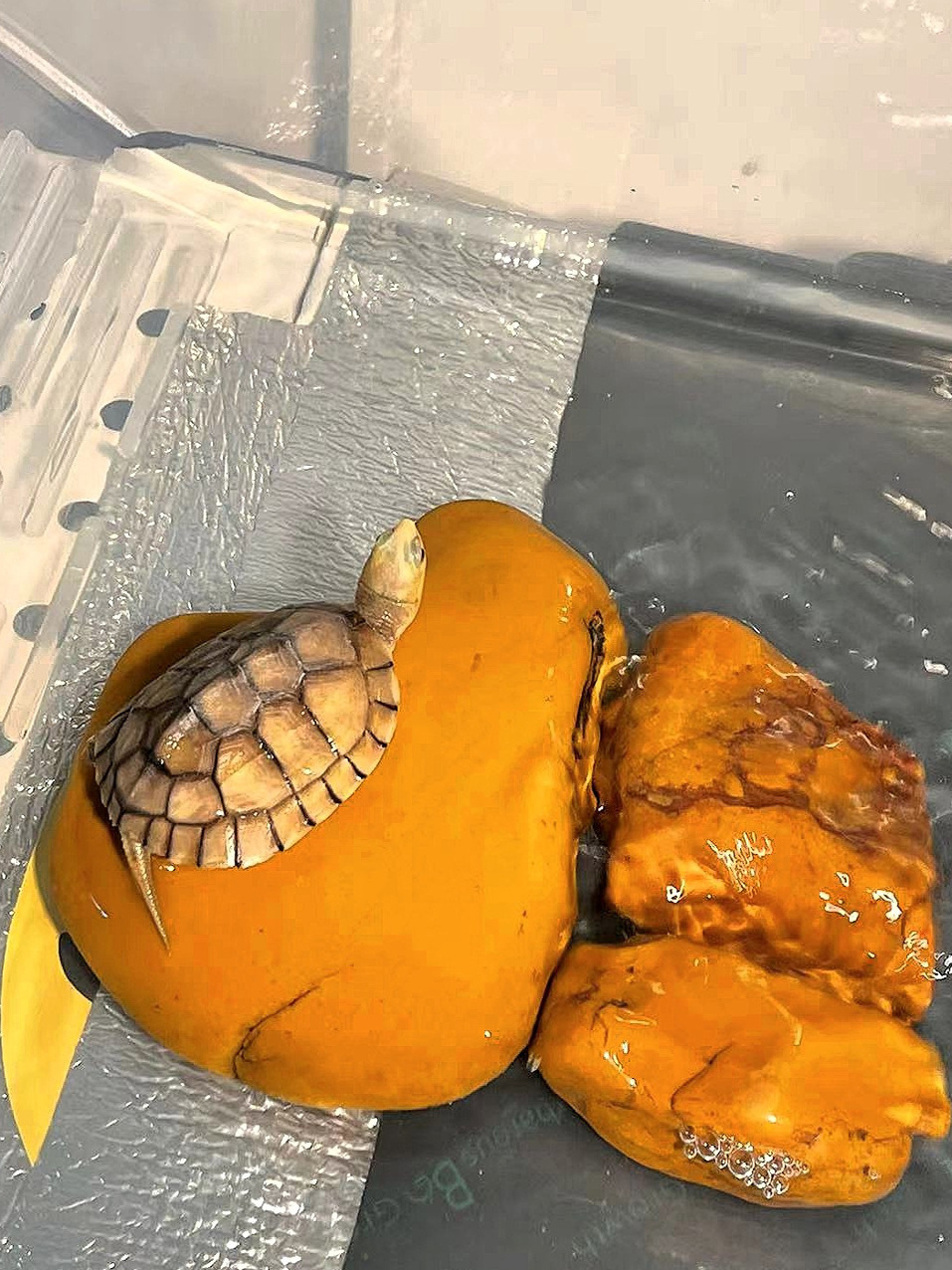 Plataforma de cera natural ama - Aquarium Fish Yellow reseña y precio